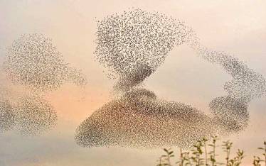 starlings